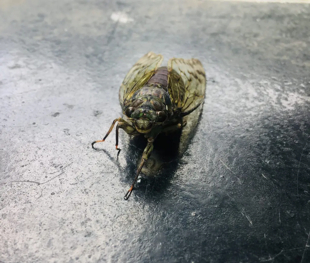 Close-up of a cicada with visible antennae on a surface. Image depicting antennae.