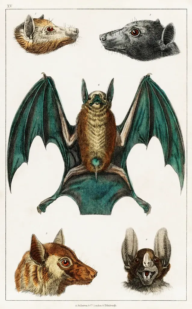 Illustration of various bats with detailed wings and faces. Image depicting bat.