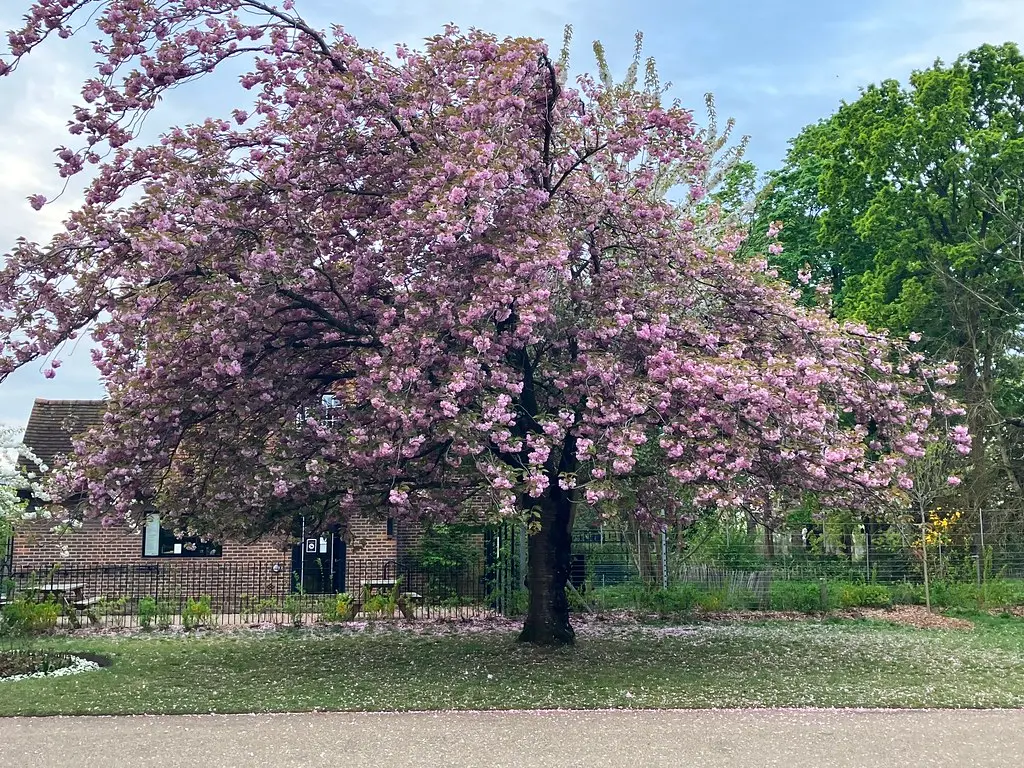Beautiful tree with pink blossoms in a garden. Image depicting blossom.
