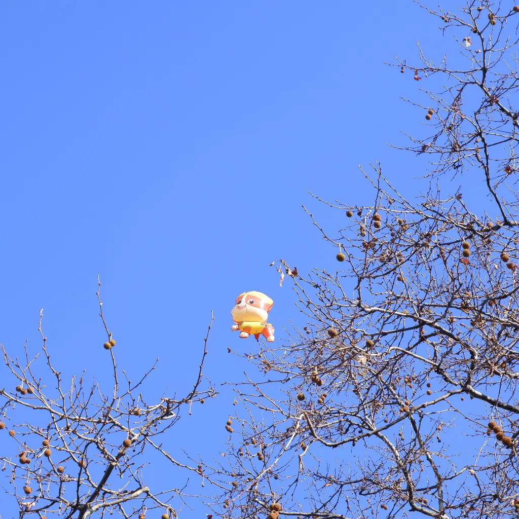 Balloon stuck in tree branches against blue sky. Image depicting branch.