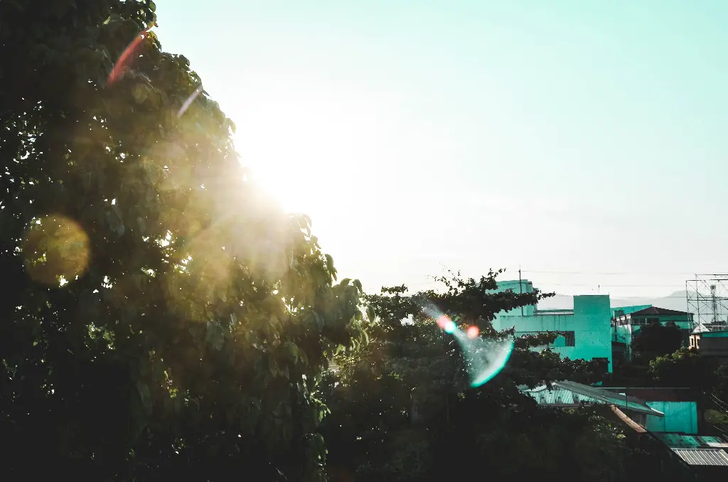 Bright sunlight shining through green tree leaves. Image depicting bright.