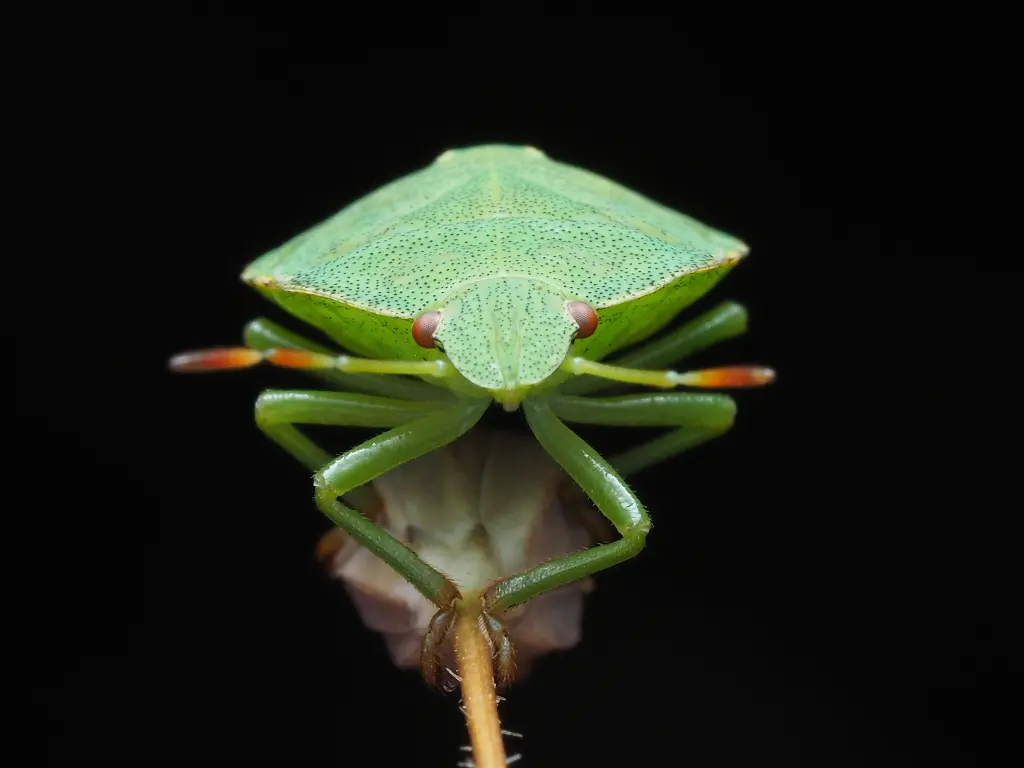 Close-up of a green bug on a twig. Image depicting bug.