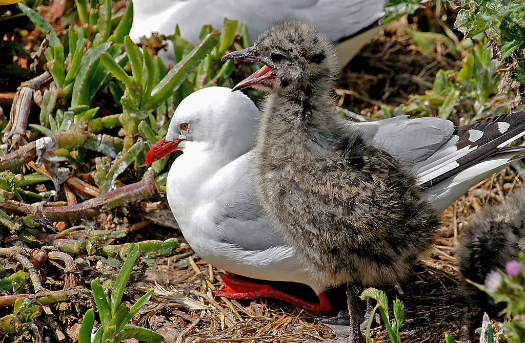 Fluffy chick standing beside adult bird in nest. Image depicting chick.