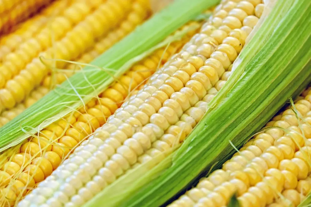Close-up of fresh corn cobs with green husks. Image depicting cob.