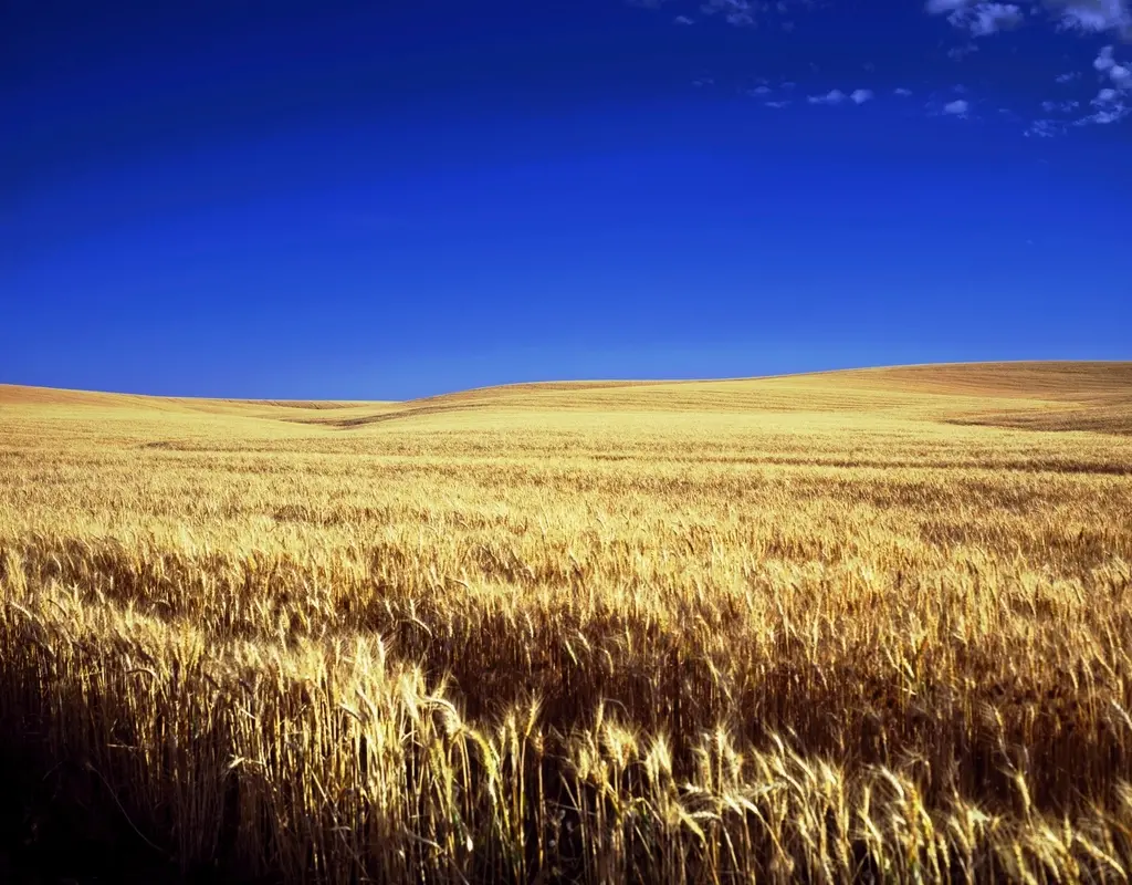 Golden wheat field under clear blue sky, showcasing crops. Image depicting crop.
