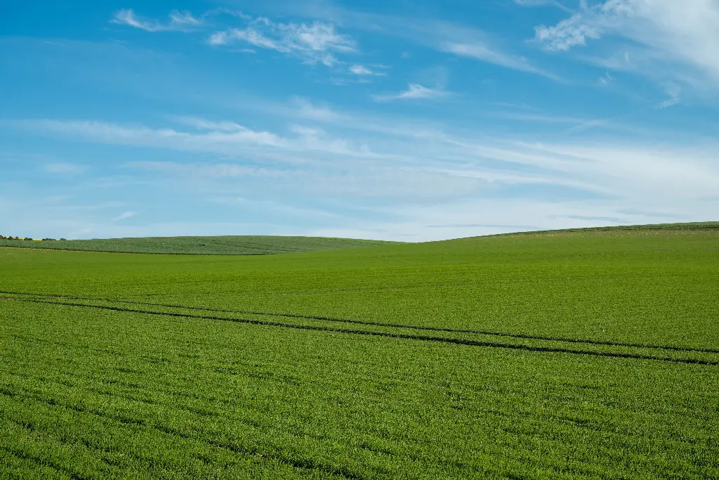 Green fields under a clear blue sky with clouds. Image depicting fields.