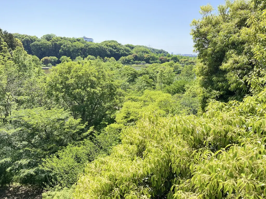 Lush green forest with dense trees under clear blue sky. Image depicting forest.