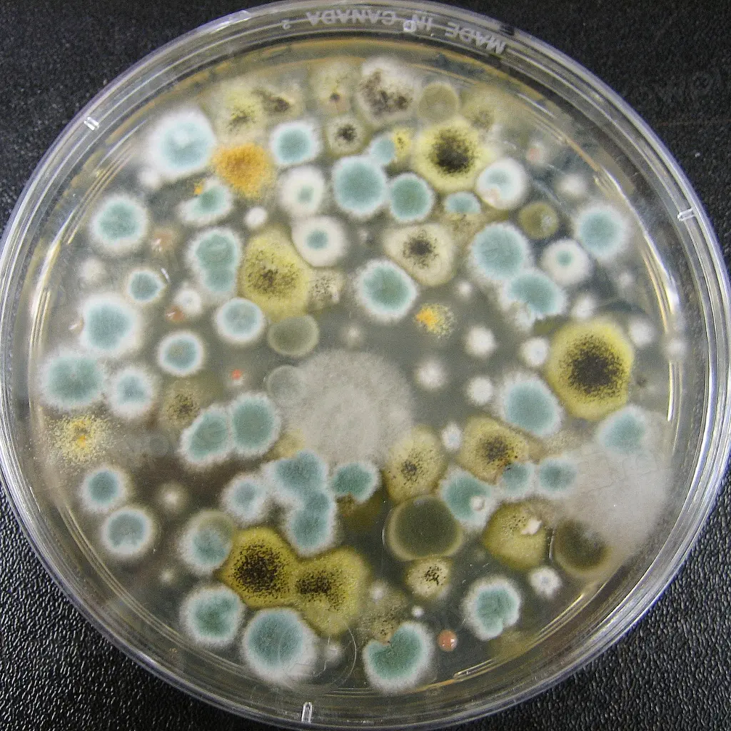 Colorful mold colonies in a petri dish showing germs. Image depicting germ.
