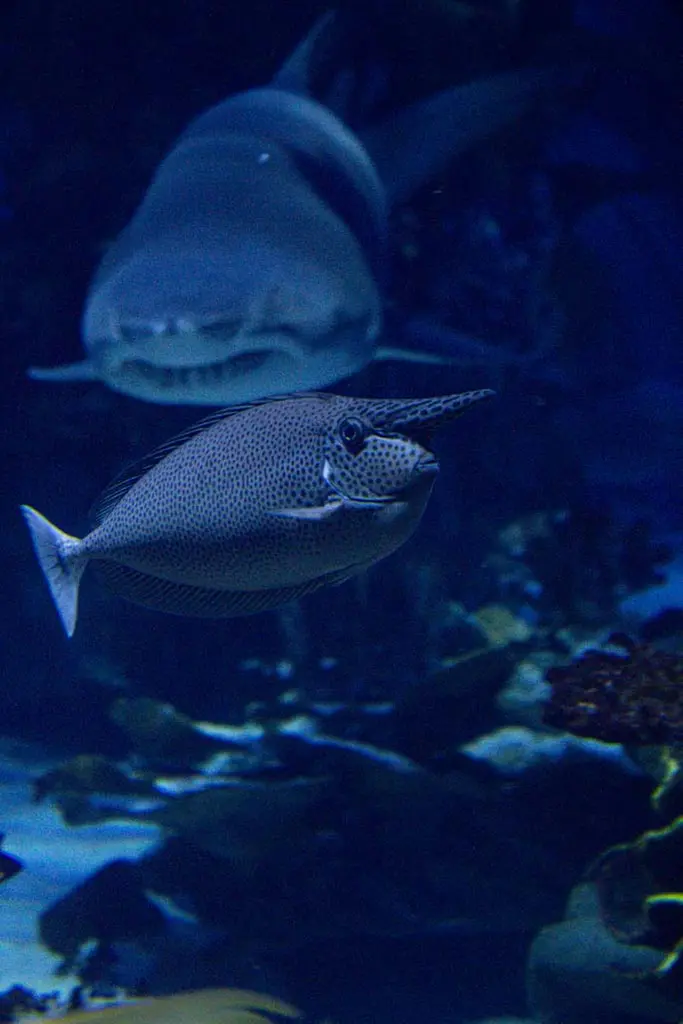 Fish with visible gills swimming in ocean. Image depicting gills.