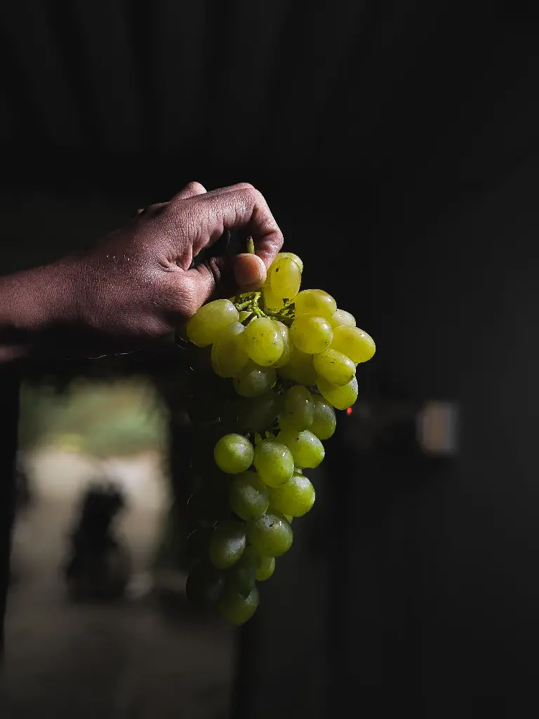 Hand holding a bunch of green grapes. Image depicting grape.