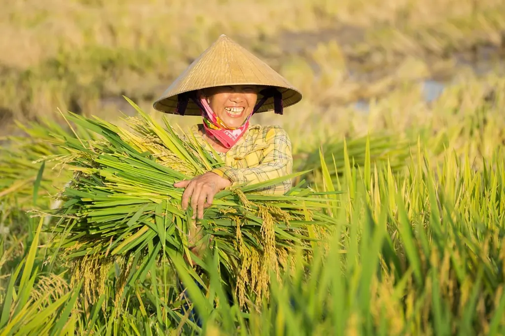Smiling farmer harvesting rice in a sunny field. Image depicting harvest.