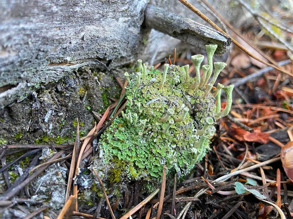 Green mold growing on forest floor near tree trunk. Image depicting mold.