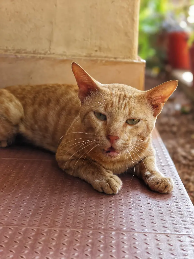 Orange cat with paws resting on the ground. Image depicting paws.