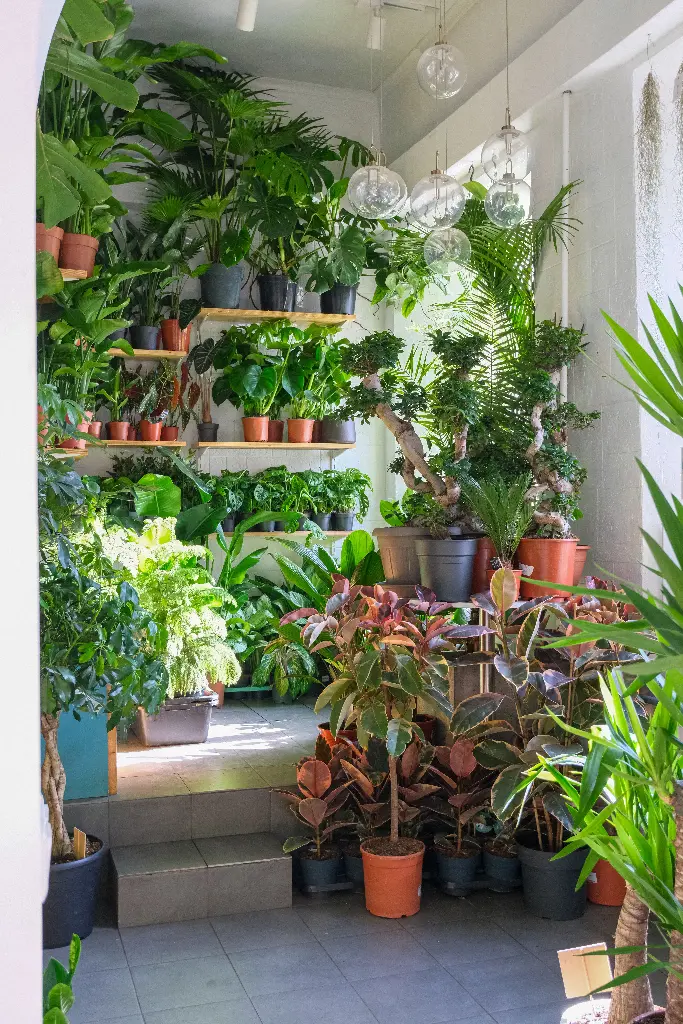 Indoor garden filled with various potted plants and greenery. Image depicting plants.