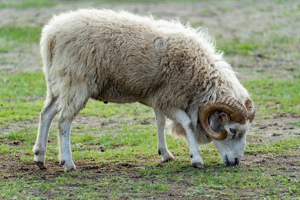 A ram with curly horns grazing on grass. Image depicting ram.