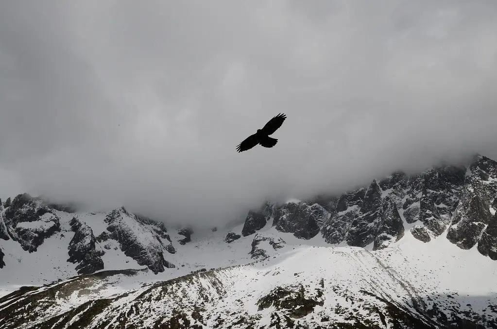 Bird soaring above snowy mountain peaks under cloudy sky. Image depicting soar.