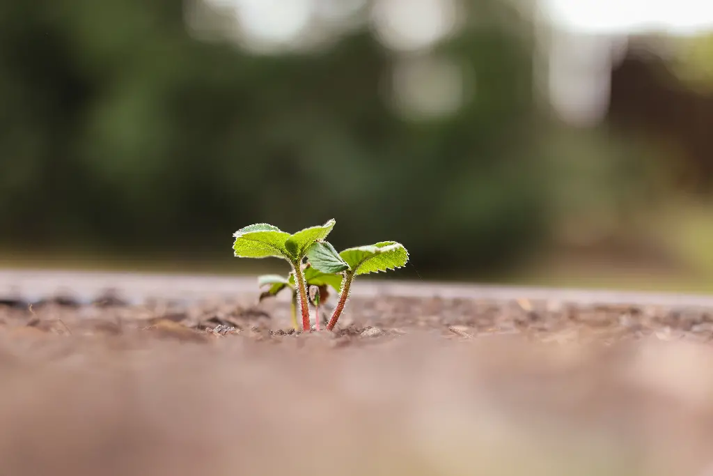 Small green sprout emerging from soil in garden. Image depicting sprout.