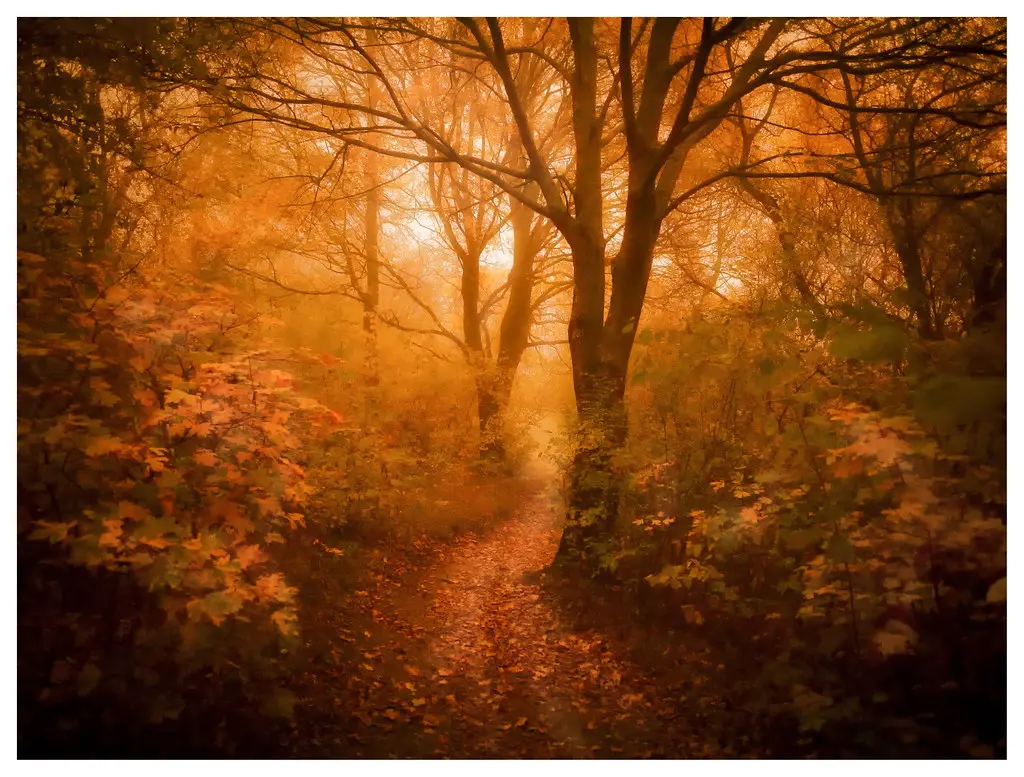 Autumn leaves tumbling in a sunlit forest path. Image depicting tumbling.