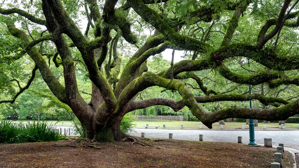 Twisted tree branches in a lush green park. Image depicting twist.